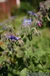 Photo: Borago officinalis 10.