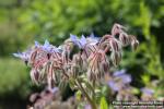 Photo: Borago officinalis 11.