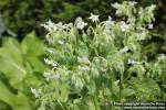 Photo: Borago officinalis 14.