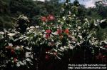 Photo: Bougainvillea.