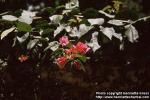 Photo: Bougainvillea 1.