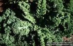 Photo: Brassica oleracea sabe 2.