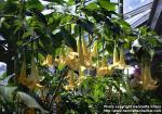 Photo: Brugmansia.