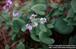 Photo: Brunnera macrophylla 1.