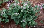 Photo: Brunnera macrophylla.