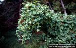 Photo: Bryonia dioica 5.