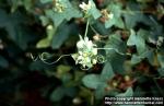 Photo: Bryonia dioica 6.