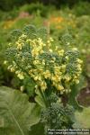 Photo: Brassica oleracea ital 2.