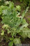 Photo: Brassica oleracea ital 3.