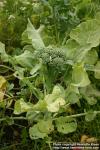 Photo: Brassica oleracea ital 4.