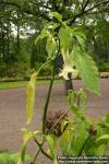 Photo: Brugmansia x candida.