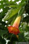 Photo: Brugmansia sanguinea 1.