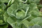 Photo: Brassica oleracea capi 1.