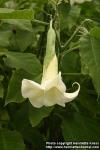 Photo: Brugmansia arborea 4.