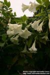 Photo: Brugmansia suaveolens 6.