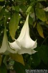 Photo: Brugmansia suaveolens 7.