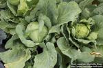 Photo: Brassica oleracea capi 9.