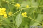 Photo: Brassica nigra 6.