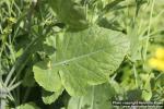 Photo: Brassica carinata 1.