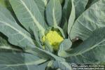 Photo: Brassica oleracea botr 2.