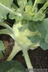 Photo: Brassica oleracea gong 8.