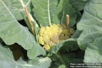 Photo: Brassica oleracea ital 5.