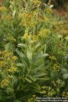 Photo: Bupleurum longifolium.