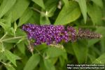 Photo: Buddleja davidii.