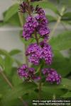 Photo: Buddleja davidii 1.