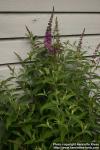 Photo: Buddleja davidii 2.