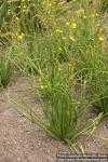 Photo: Bulbine semibarbata 0.