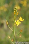 Photo: Bulbine semibarbata 1.