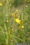 Photo: Bulbine semibarbata 2.