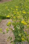 Photo: Bupleurum rotundifolium 0.