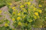 Photo: Bupleurum rotundifolium 2.