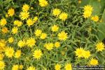 Photo: Buphthalmum salicifolium 0.