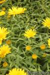 Photo: Buphthalmum salicifolium 1.