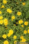 Photo: Buphthalmum salicifolium 4.