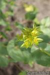 Photo: Bupleurum rotundifolium 3.