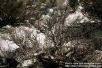 Photo: Bursera microphylla.