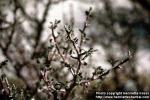 Photo: Bursera microphylla 2.