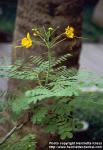 Photo: Caesalpinia pulcherrima.