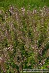 Photo: Calamintha nepeta.