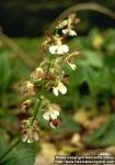 Photo: Calanthe discolor 1.