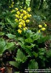 Photo: Calanthe sieboldii 2.