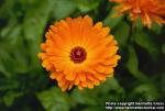 Photo: Calendula officinalis 2.