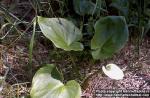 Photo: Calla palustris.