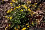 Photo: Caltha palustris 2.