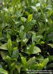 Photo: Camellia sinensis 1.