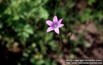 Photo: Campanula patula 1.